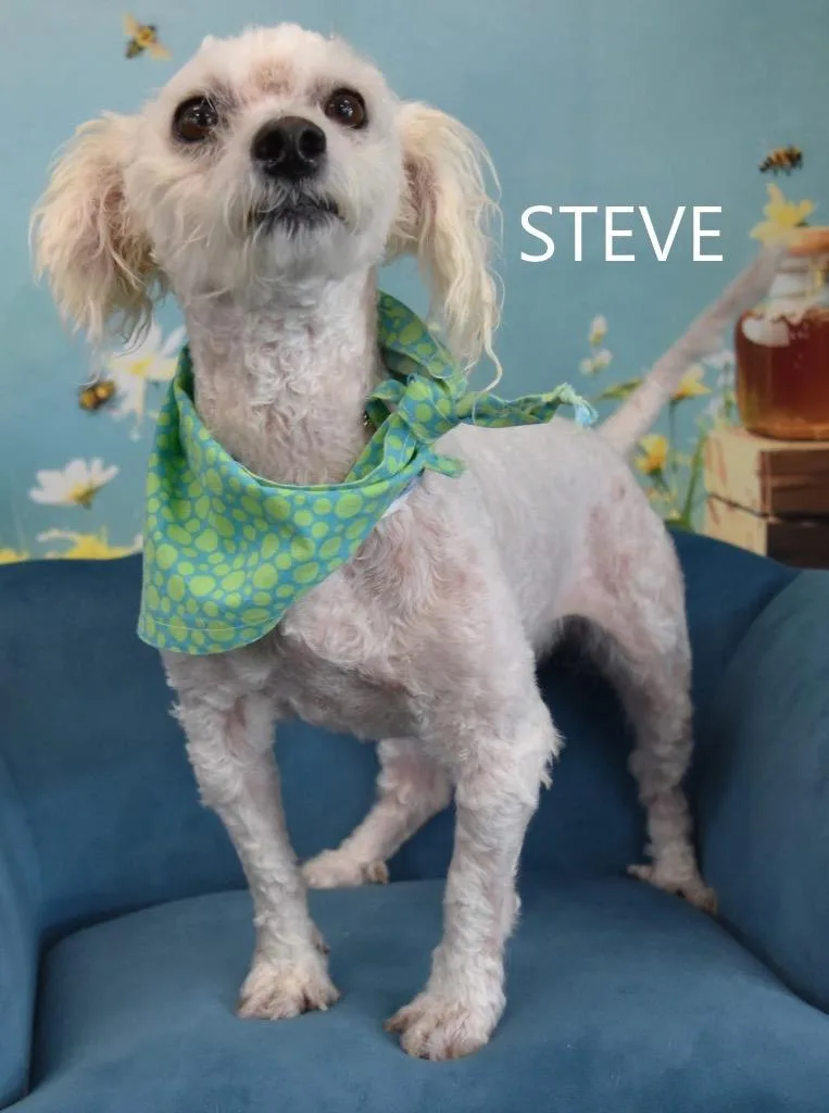Stevie thumbnail 3
