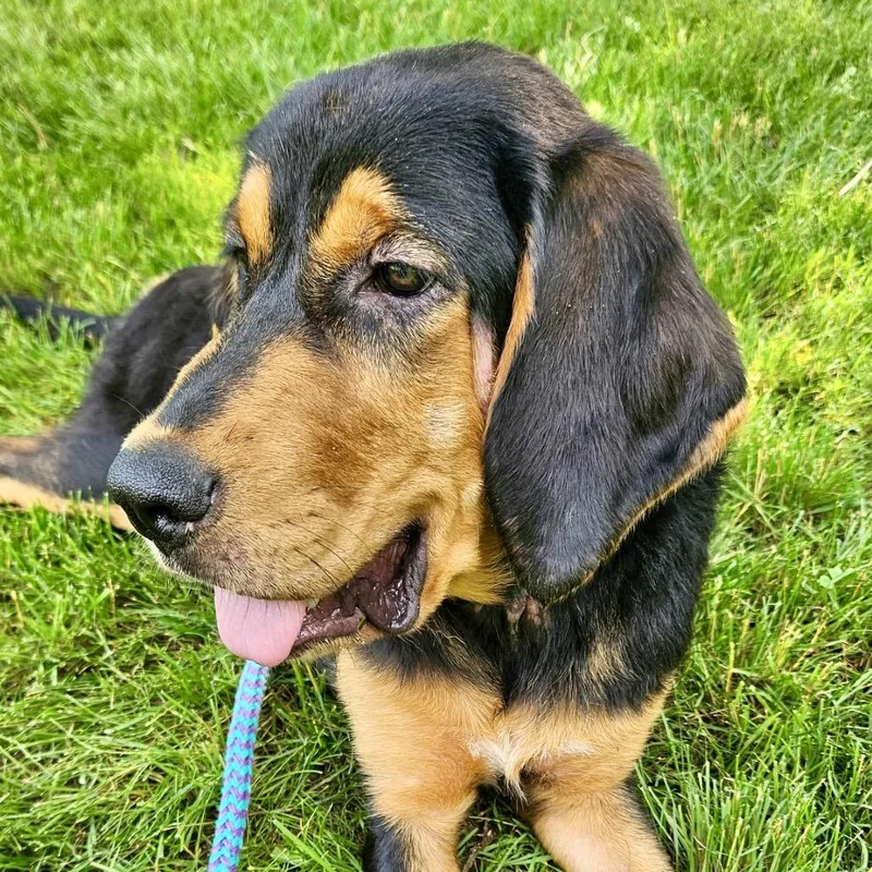 A young medium-sized female Black Hound dog named Willow for adoption in Metamora, MI
