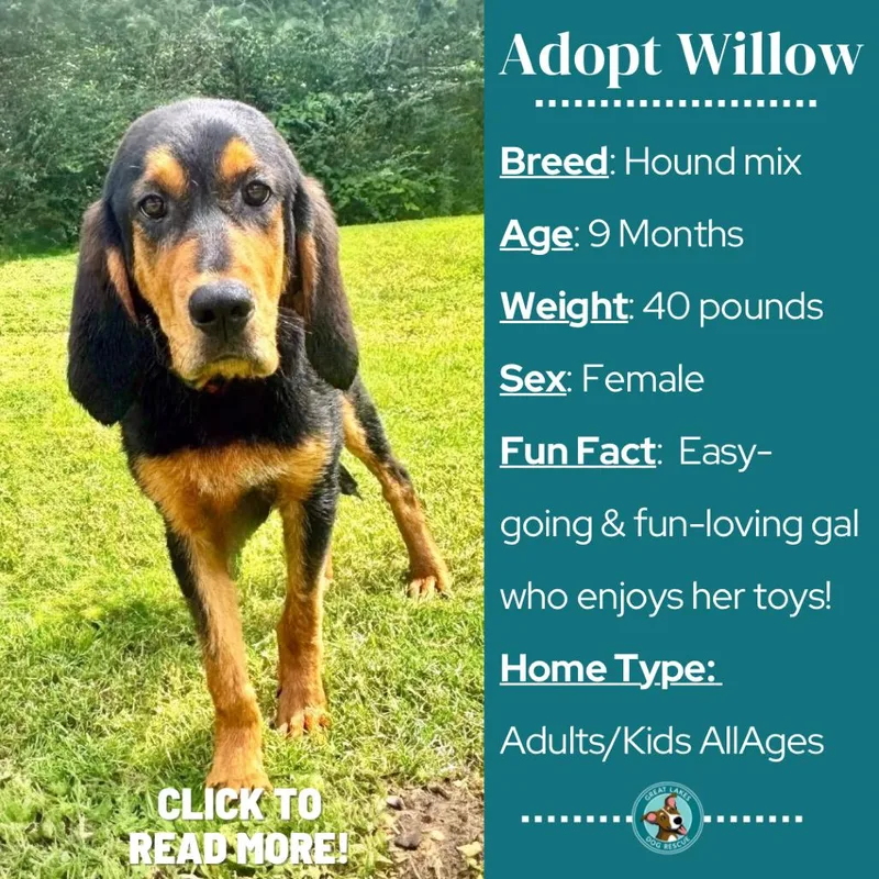 Willow thumbnail 5