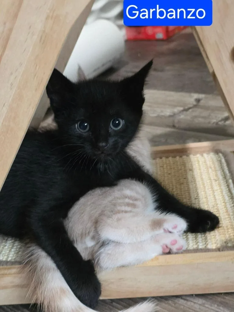 A baby small-sized male Domestic Short Hair cat named Garbanzo for adoption in Grand Forks, ND