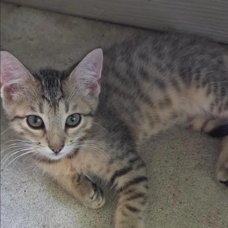 A baby small-sized male Gray / Blue / Silver Domestic Short Hair cat named Oslo Bear for adoption in League City, TX