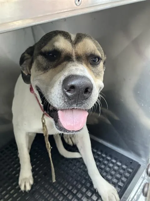 An adult large-sized male Mixed Breed dog named Frankie for adoption in Dallas, TX