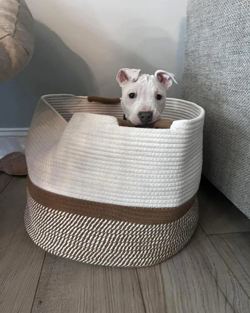 Charlotte thumbnail 2