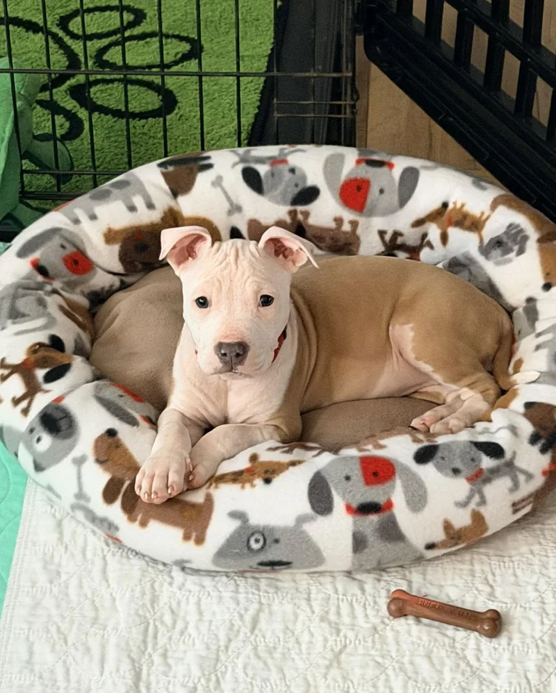 Charlotte thumbnail 3