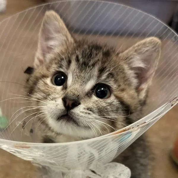 A baby small-sized female Domestic Short Hair cat named Velena for adoption in Walnut Creek, CA
