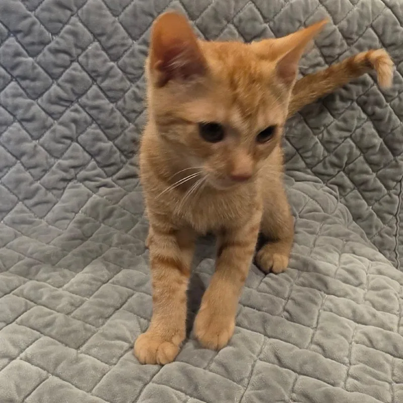 A baby small-sized male Orange / Red Domestic Short Hair cat named Nacho for adoption in Tipton, IN