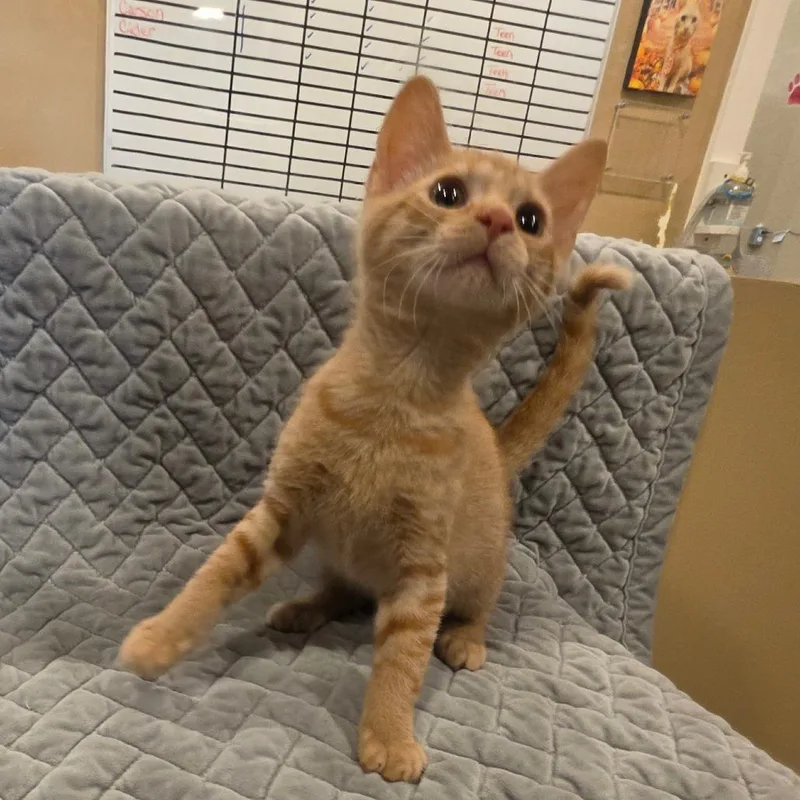 Nacho thumbnail 3