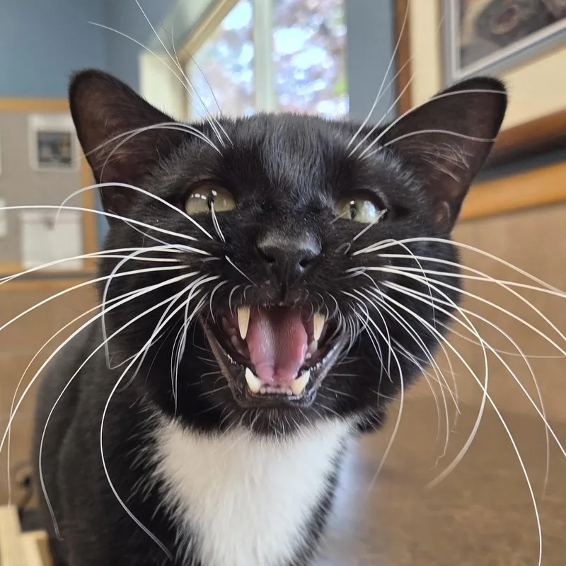 An adult medium-sized male Black & White / Tuxedo Extra-Toes Cat / Hemingway Polydactyl cat named Walleye for adoption in Park Rapids, MN