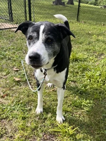 An adult large-sized female Black Mixed Breed dog named Marilyn for adoption in Kansas City, MO