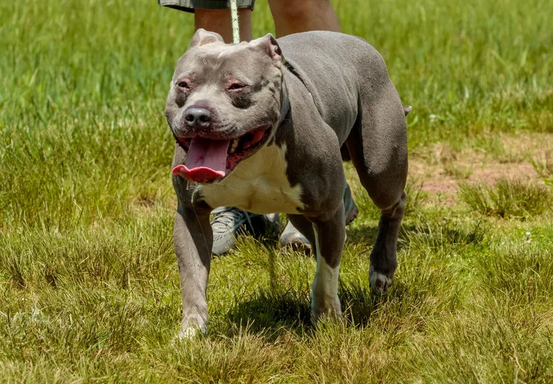 Pisgah Pete thumbnail 3