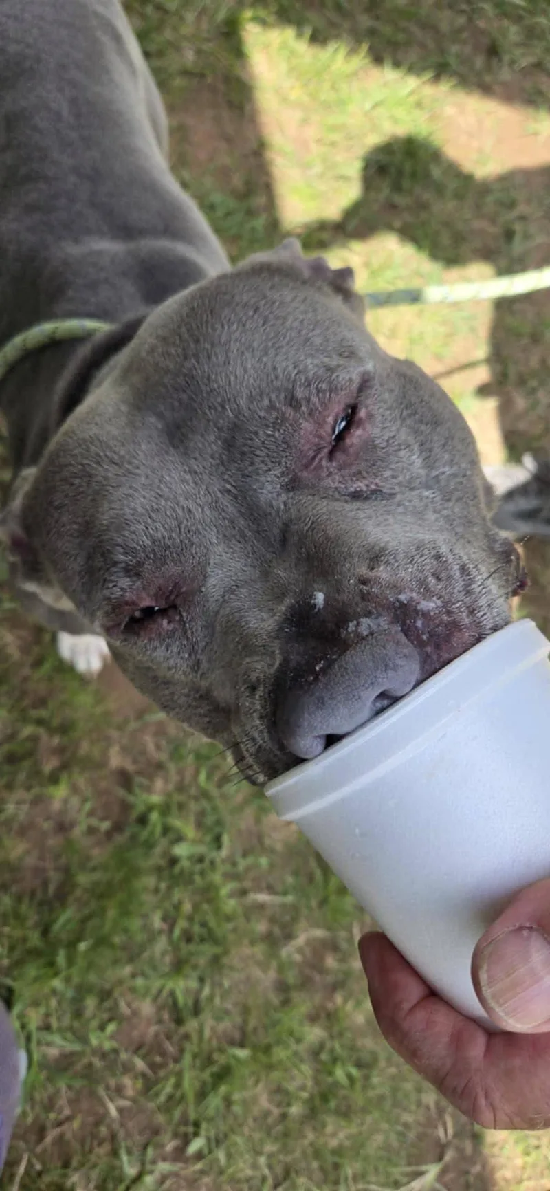 Pisgah Pete thumbnail 5