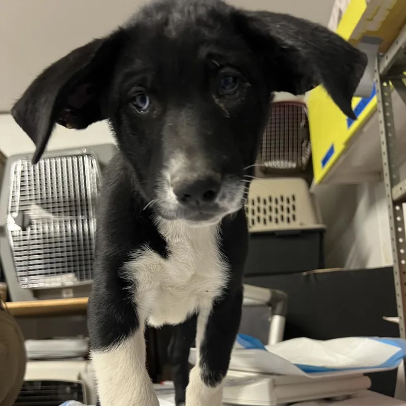 A baby medium-sized female Black Mixed Breed dog named Coupe for adoption in Moab, UT