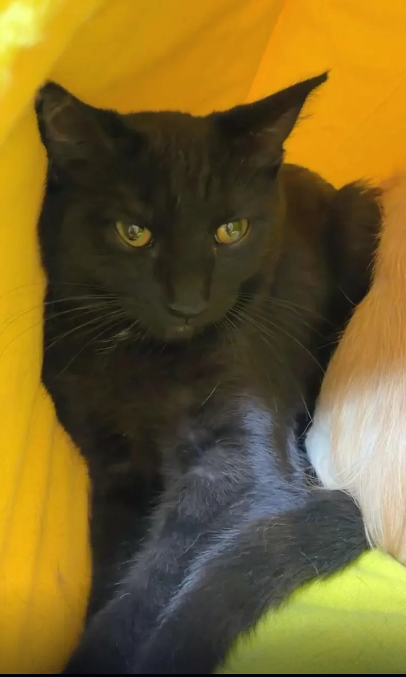 A baby medium-sized female Domestic Short Hair cat named Raven for adoption in Reno, NV