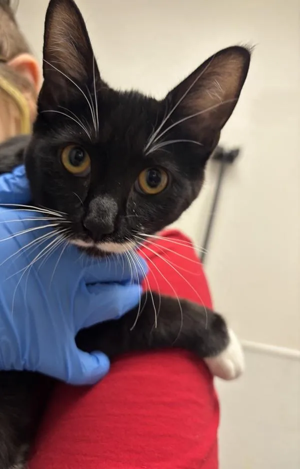 A young medium-sized female Domestic Short Hair cat named Aelia for adoption in Silverdale, WA