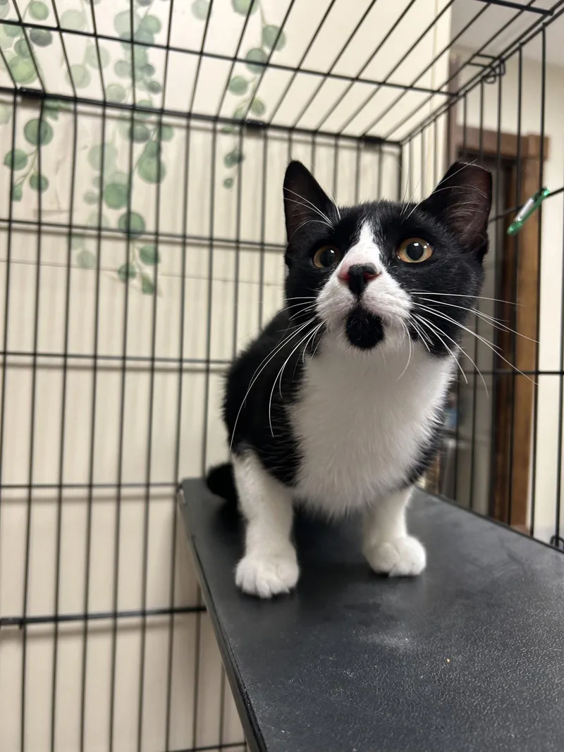 A baby medium-sized male Black & White / Tuxedo Domestic Short Hair cat named Dot for adoption in Lancaster, PA