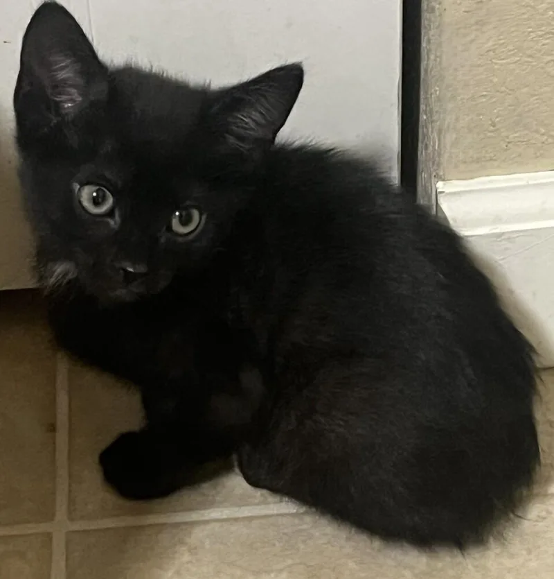A baby medium-sized female Black & White / Tuxedo Domestic Short Hair cat named Diamond for adoption in Lafayette, CO