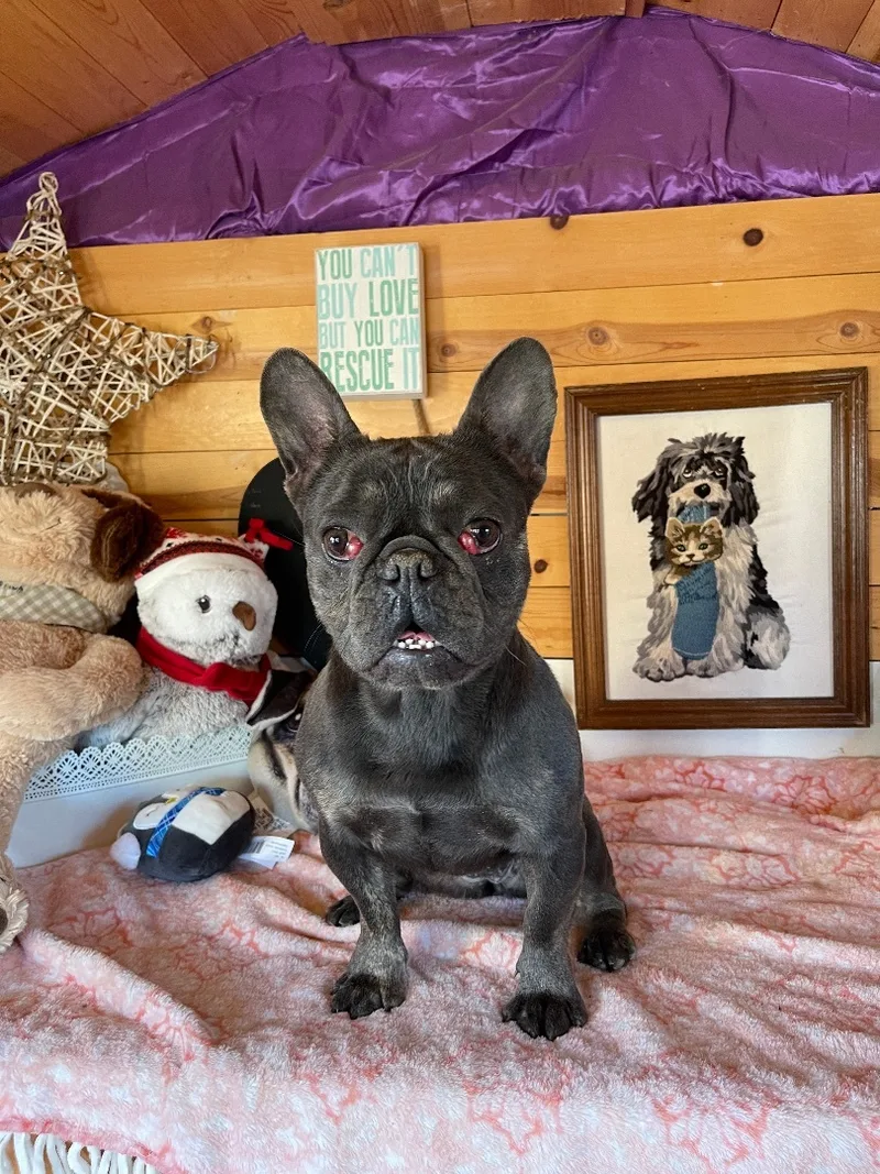 A young small-sized female Black French Bulldog dog named Cece for adoption in Vacaville, CA
