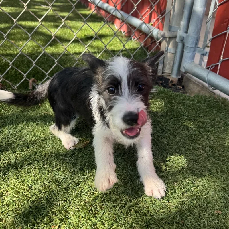 Zoey