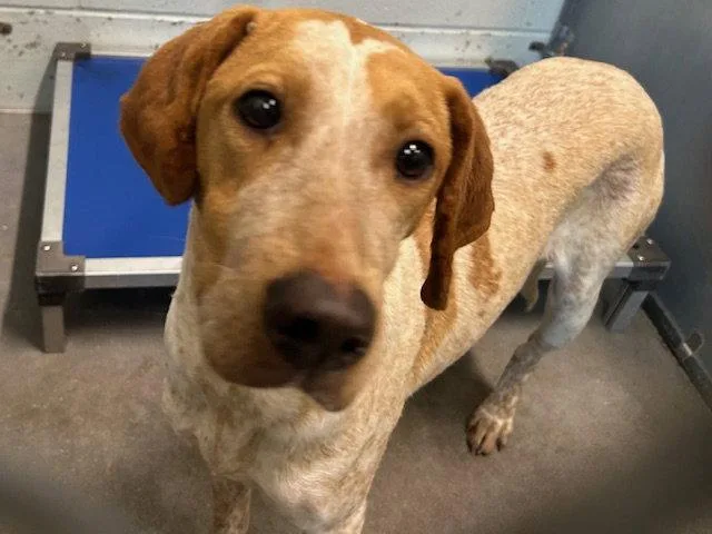 A young medium-sized female English Coonhound dog named Elena for adoption in Tavares, FL