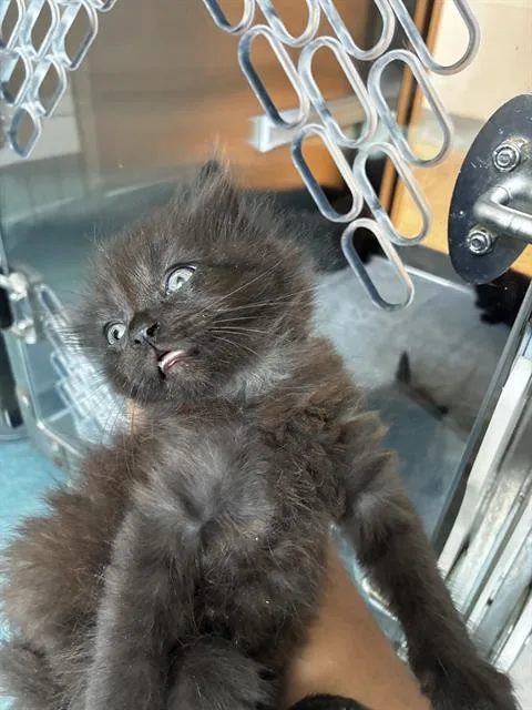 A baby small-sized female Domestic Medium Hair cat named Rosie for adoption in Pearland, TX
