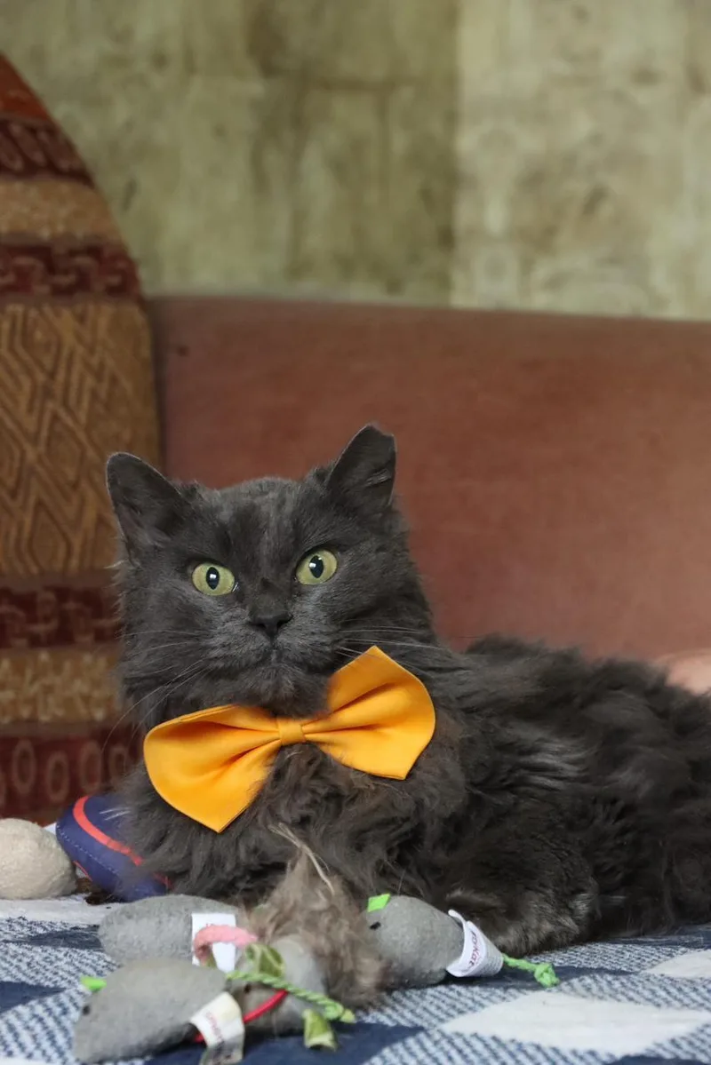 An adult medium-sized female Gray / Blue / Silver British Longhair cat named Nayla for adoption in New York, NY