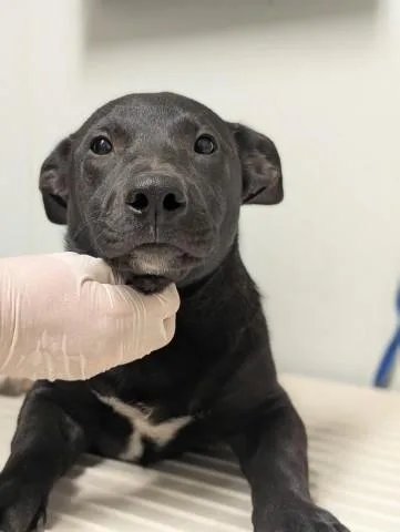 A young small-sized female Pit Bull Terrier dog named Pup for adoption in Bakersfield, CA