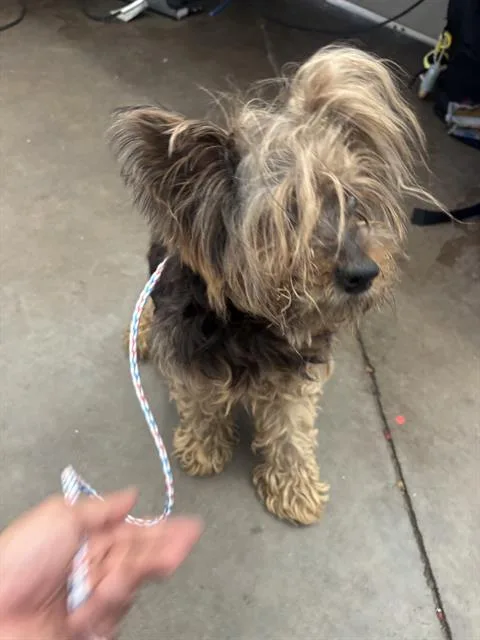 A senior small-sized female Mixed Breed dog named Sophie for adoption in Dallas, TX