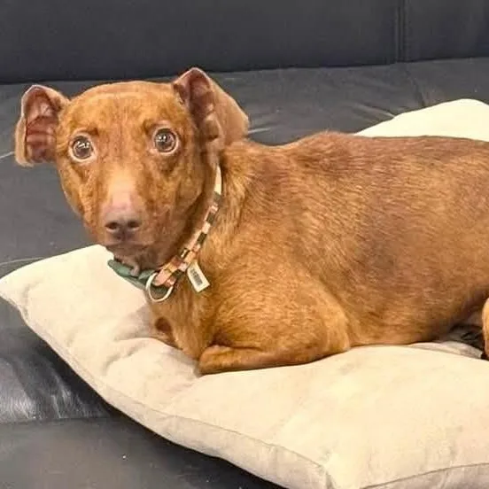 A young small-sized male Dachshund dog named Noah for adoption in Cherry Hill, NJ
