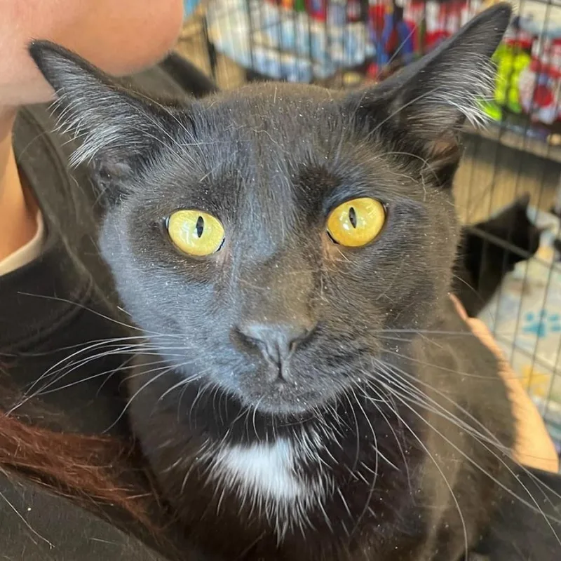 An adult medium-sized male Black Domestic Short Hair cat named Ozzy for adoption in Winchester, VA