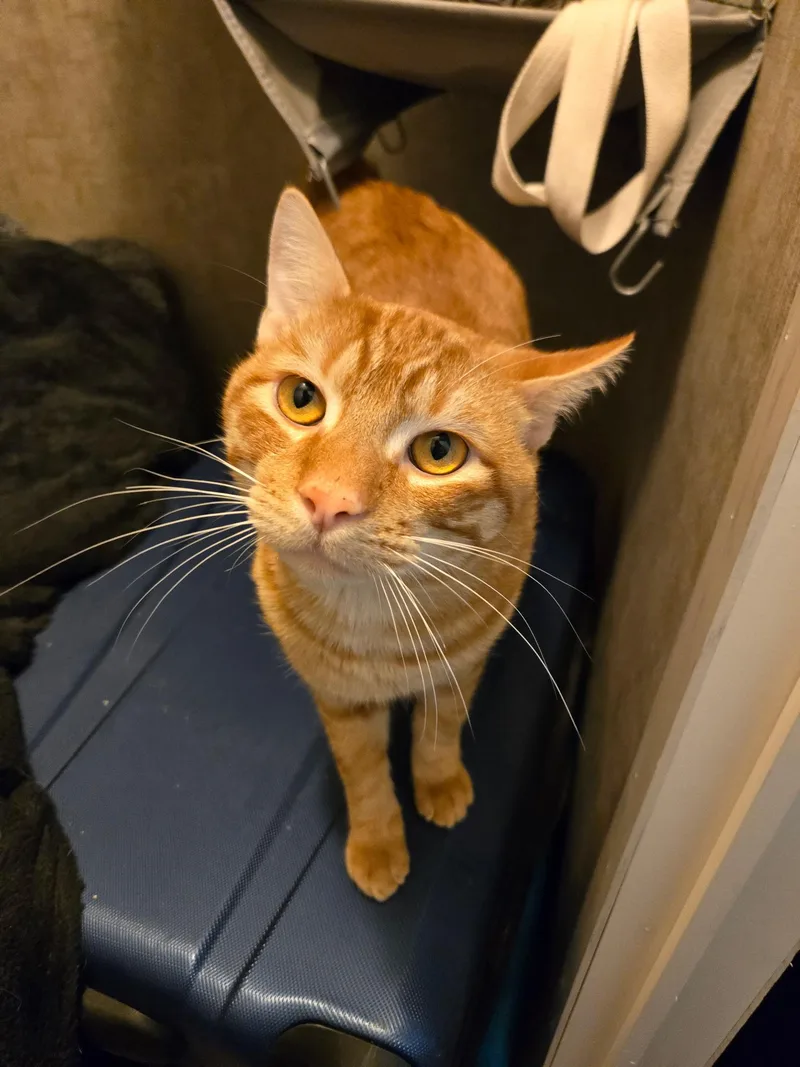 A young medium-sized male Orange & White American Shorthair cat named Rome for adoption in Live Oak, TX