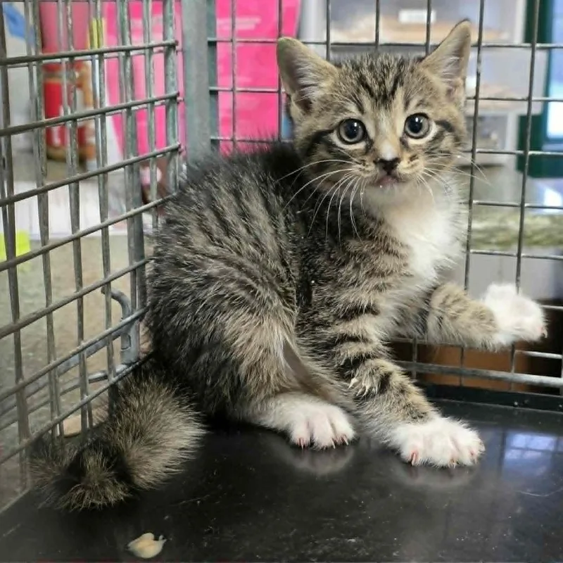 A baby small-sized male Brown / Chocolate Domestic Short Hair cat named Chaos for adoption in Pine Mountain, GA
