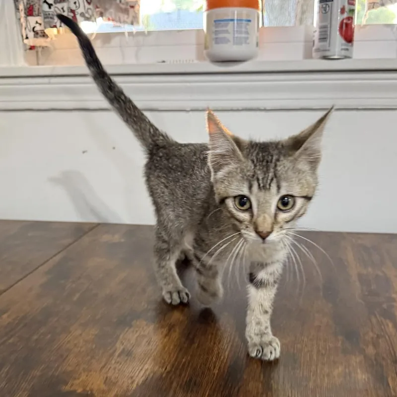 A baby small-sized male Brown / Chocolate Domestic Short Hair cat named FixIt Felix for adoption in Normal, IL