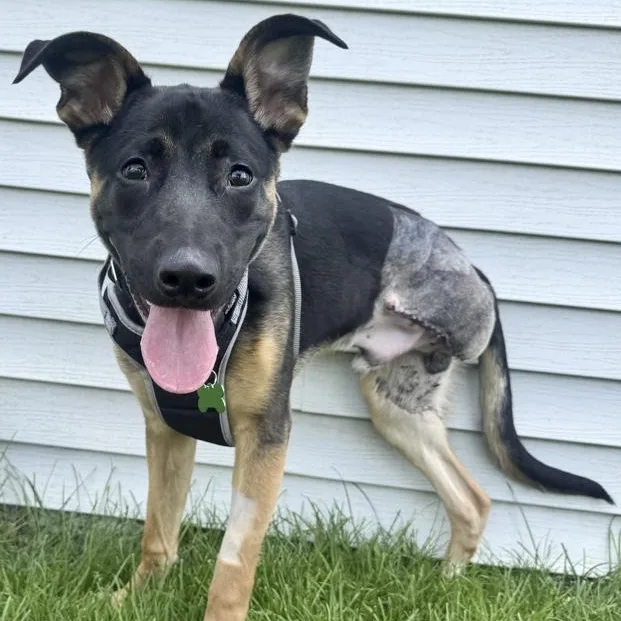 A young medium-sized male Shepherd dog named Jonas for adoption in Toledo, OH