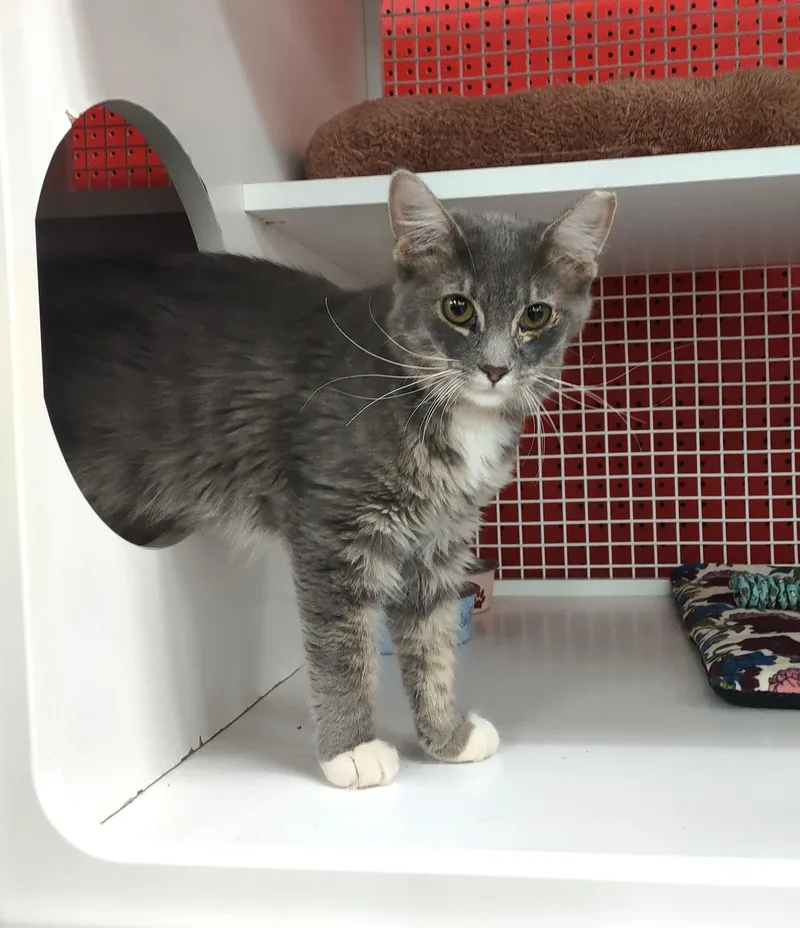 A baby medium-sized male Blue Point Domestic Short Hair cat named Hondo for adoption in Golden Valley, AZ