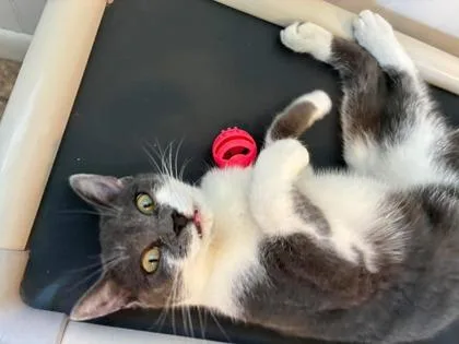 A baby small-sized female Domestic Short Hair cat named Tulip for adoption in Bloomsburg, PA