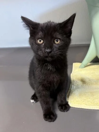 A baby medium-sized male Black Domestic Short Hair cat named Pita for adoption in Tinley Park, IL