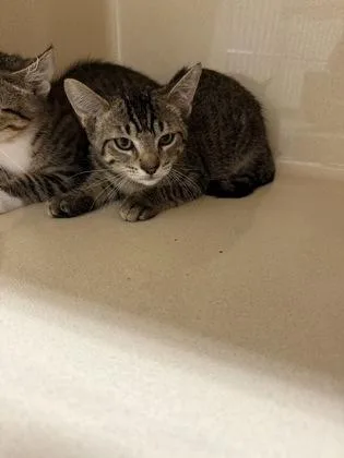 A baby medium-sized male Domestic Short Hair cat named Racer for adoption in Pequot Lakes, MN