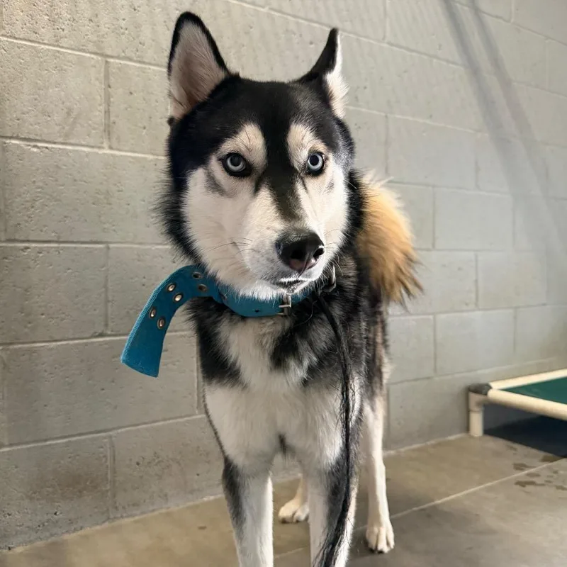 An adult large-sized male Husky dog named Hades for adoption in Yuma, AZ