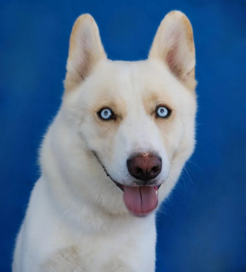 An adult medium-sized male Siberian Husky dog named Snow for adoption in Pasadena, CA