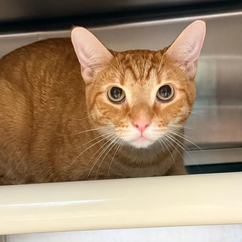A young large-sized male Orange / Red Domestic Short Hair cat named Secret for adoption in Indianapolis, IN