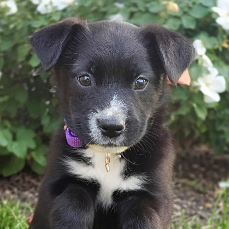 A baby medium-sized female Black Mixed Breed dog named Cassin for adoption in Itasca, IL