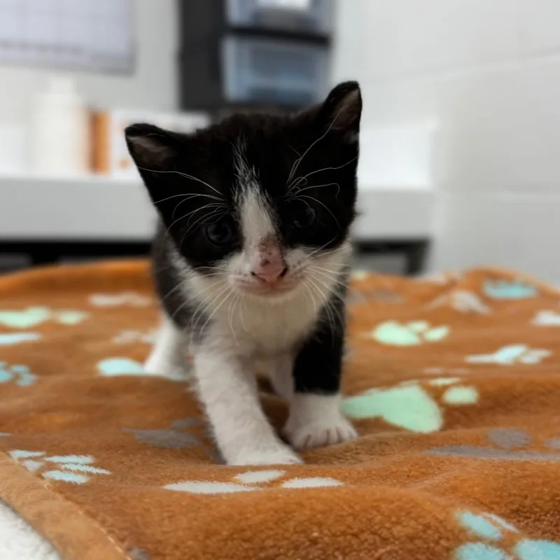 A baby small-sized female Black Domestic Short Hair cat named Powder Puff for adoption in Corpus Christi, TX