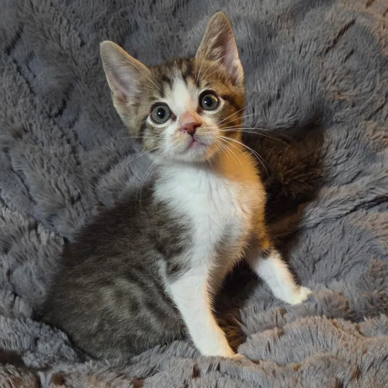 A baby small-sized male Gray / Blue / Silver Domestic Short Hair cat named Alvin for adoption in Houston, TX