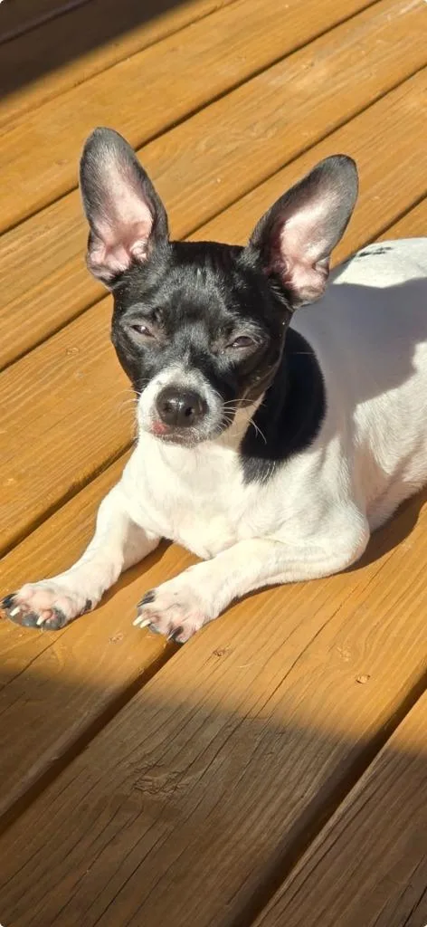 A young small-sized male Chihuahua dog named Happy Feet for adoption in East Ridge, TN