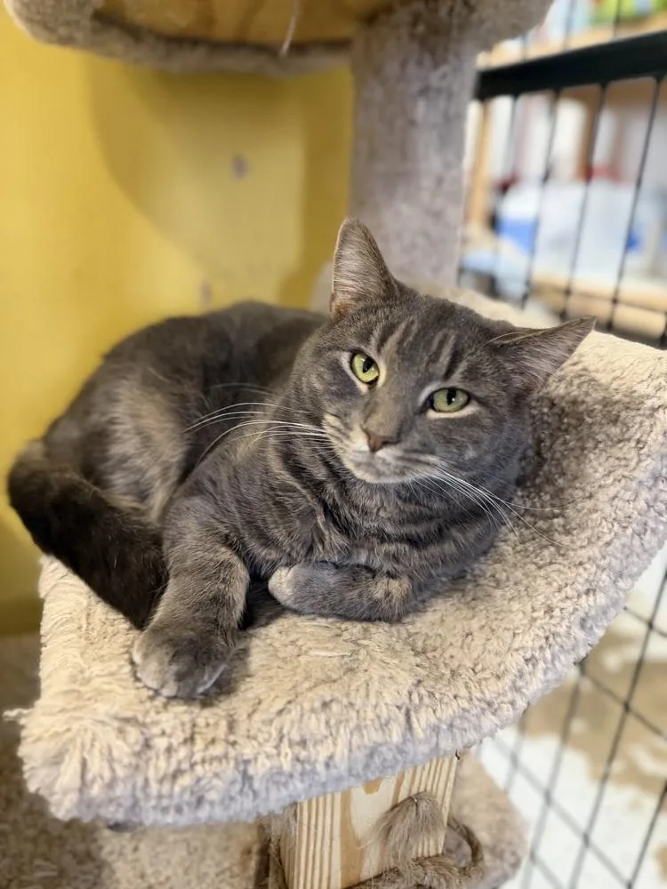 An adult medium-sized male Gray / Blue / Silver Domestic Short Hair cat named Romney for adoption in Greene, NY