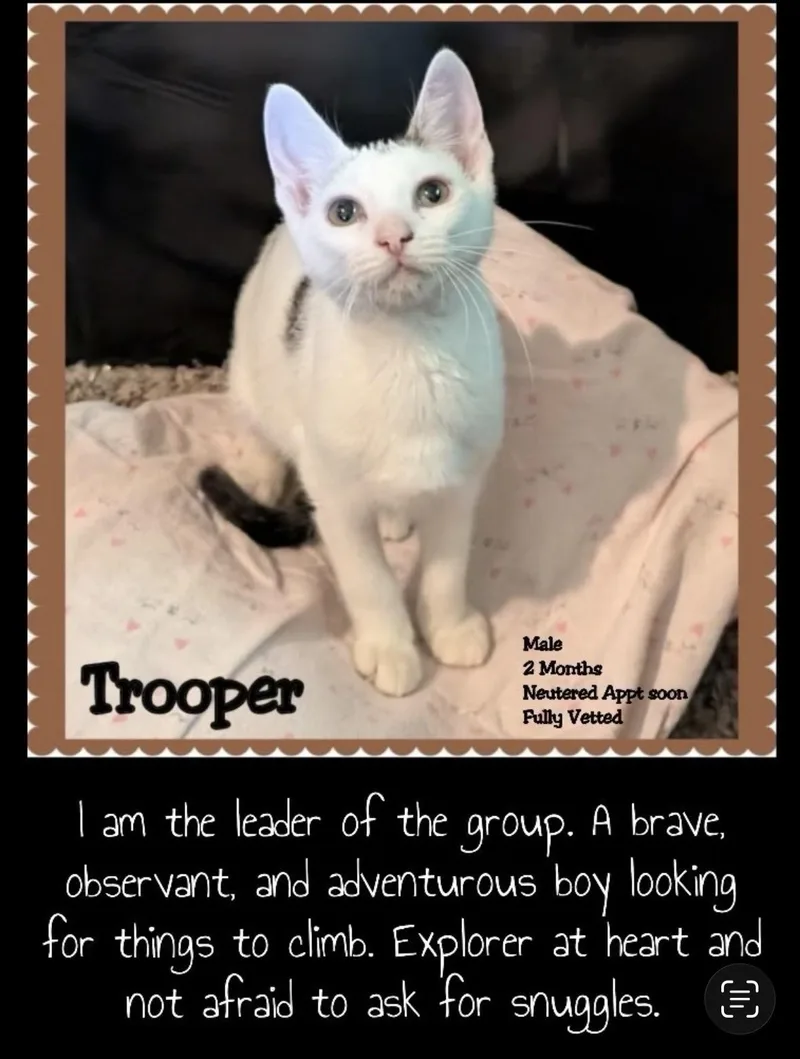 A baby small-sized male White Domestic Short Hair cat named Trooper for adoption in Woodlawn, TN