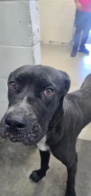 An adult large-sized male Cane Corso dog named Koda James for adoption in San Bernardino, CA