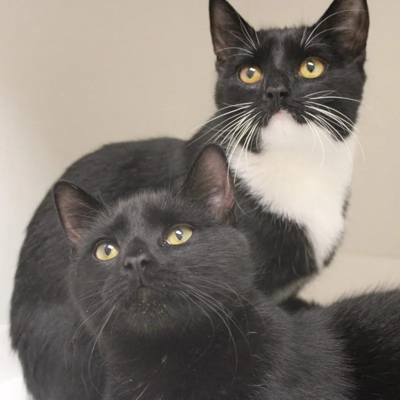 A young medium-sized female Domestic Short Hair cat named Bittens for adoption in Champaign, IL