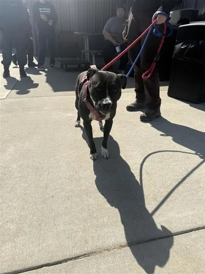 An adult large-sized female Mixed Breed dog named Lilly for adoption in West Chester, PA