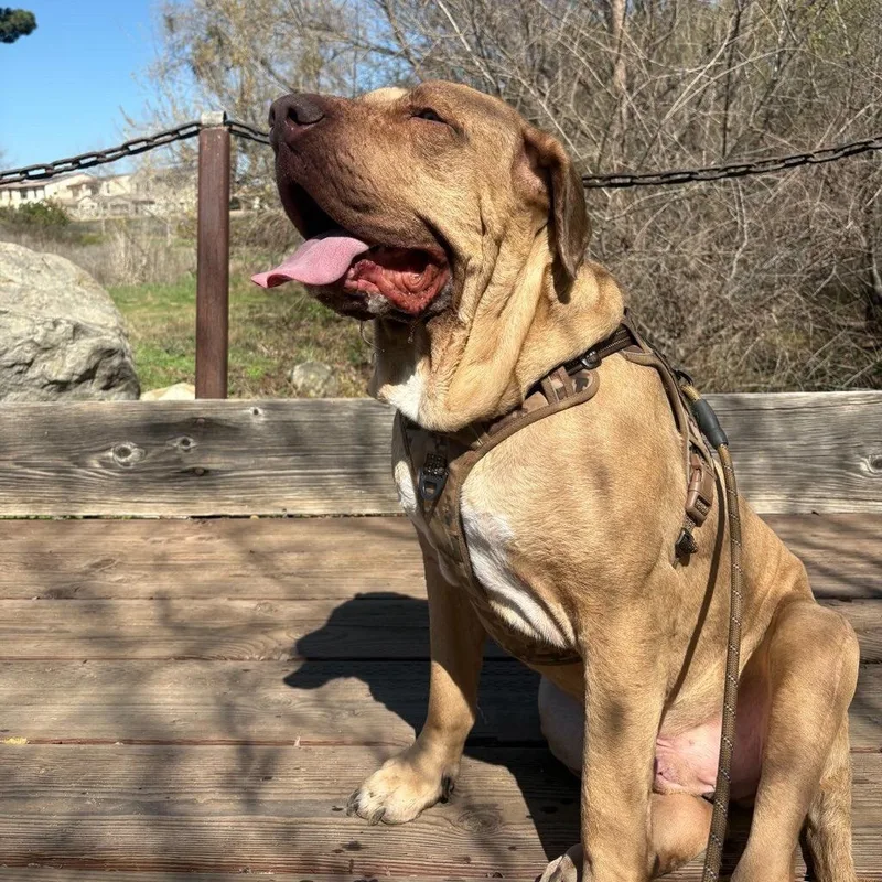 An adult extra large-sized male Mastiff dog named Merlin for adoption in Riverside, CA